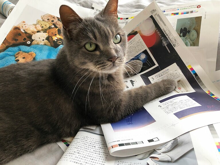 色校に目を通すふりをする愚猫。