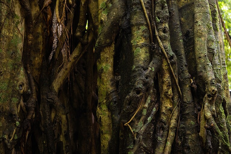 静かに根を下ろす木々にもさまざまな物語が。