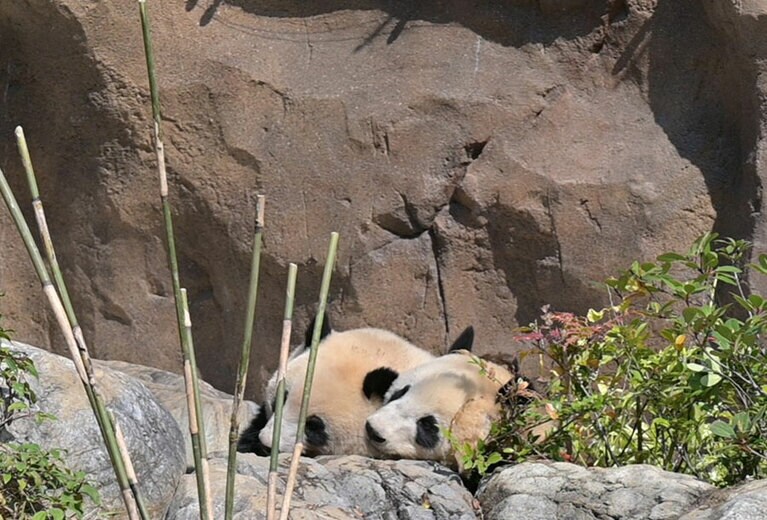 くっつくシャオシャオとレイレイ。親離れして3日後の2023年3月22日撮影。