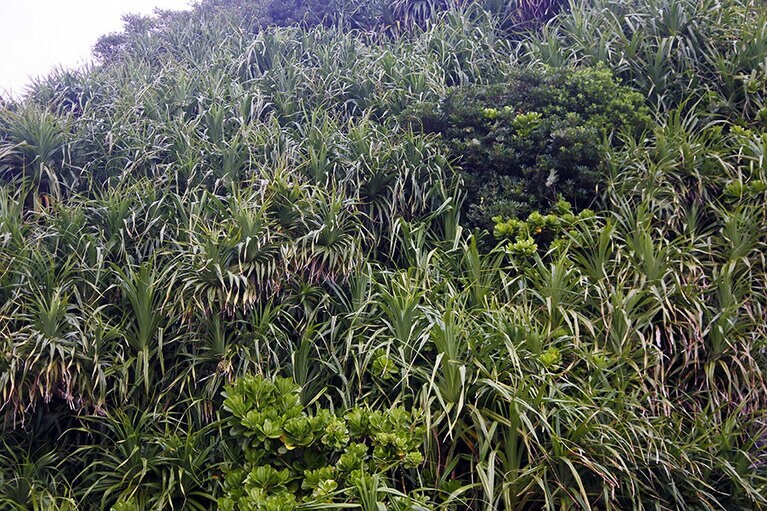 アダンの群生具合もワイルド。