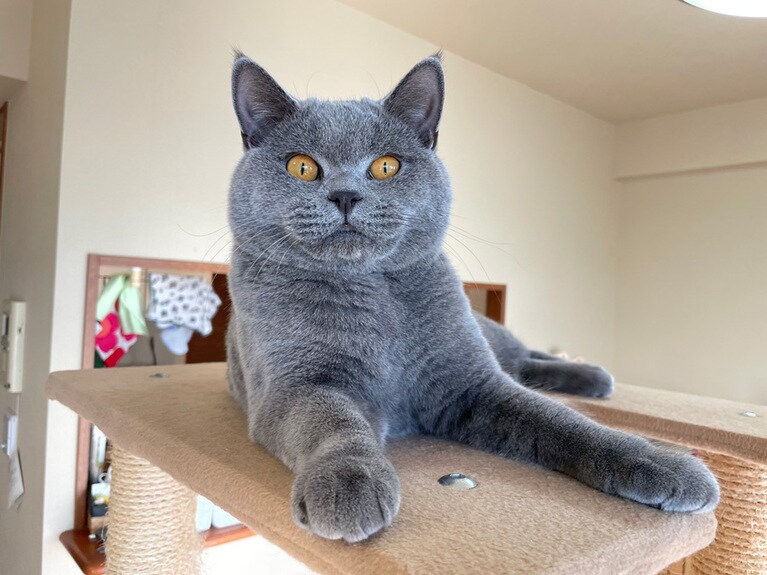 Oliver ♂ 1歳。ドヤ顔のスフィンクスポーズで、ニンゲンを見下ろすネコさまです。