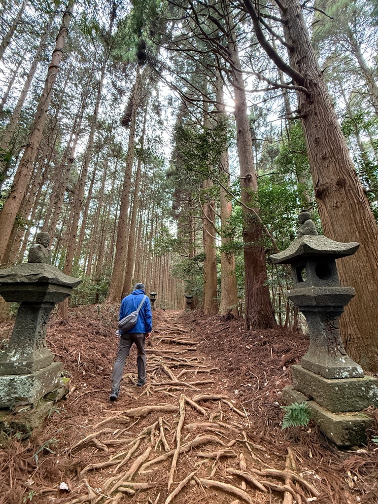 参道を木の根がビッシリ覆っている神秘的な雰囲気。