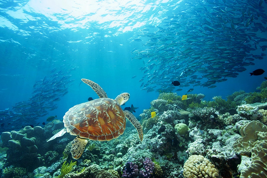グレート・バリア・リーフの珊瑚礁を悠々と泳ぐウミガメ。photo:Tourism Port Douglas and Daintree