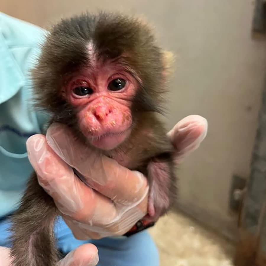 出生直後のパンチくん。写真提供：市川市動植物園。