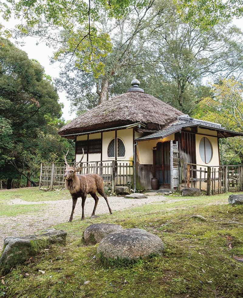 創業は1907年。奈良公園の中に10を超す数寄屋風の建物が点在し、鹿を間近に見ながら食事と宿泊ができる。