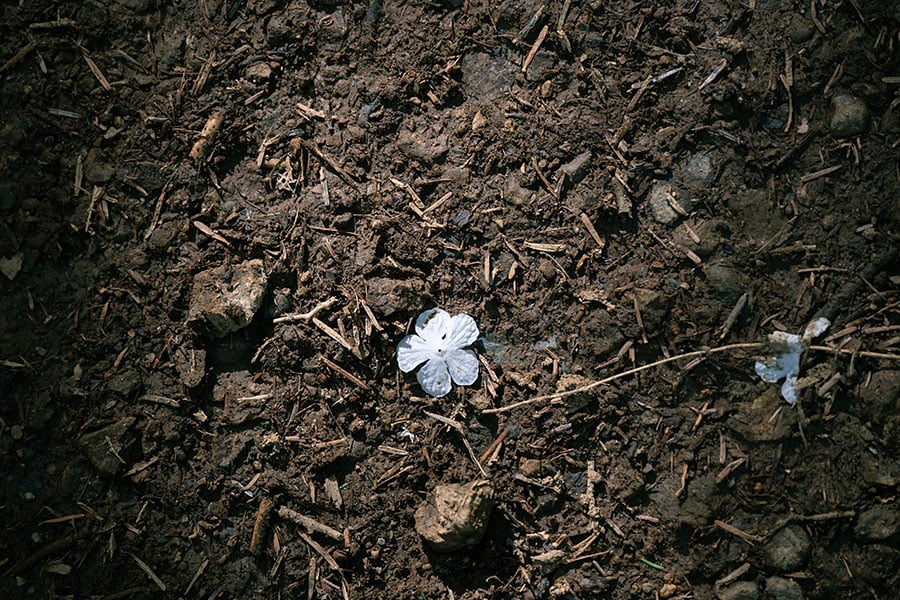 散ってもなお足元を可憐に彩るのは、紫陽花に似た装飾花が美しいオオカメノキの花びら。