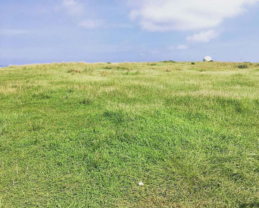 牧草地のような穏やかな景色が広がっています。