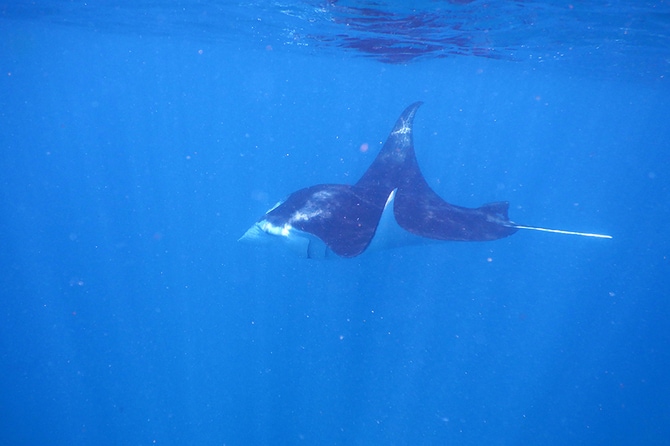 夏はマンタも出没率アップ！