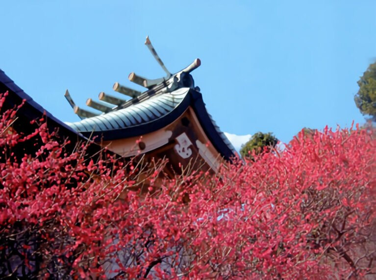 社殿近くでは紅い梅が見事に咲き誇っている。