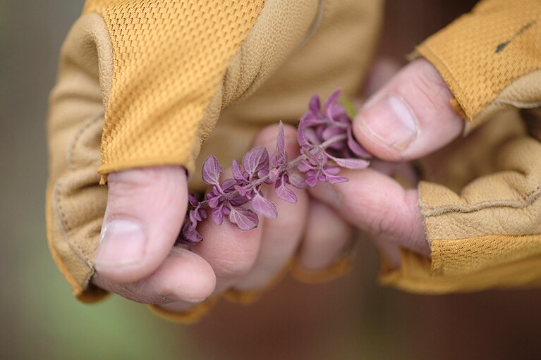 「寒い土地なので、タイムも緑色にならず、赤っぽく育つ」と藤田さん。