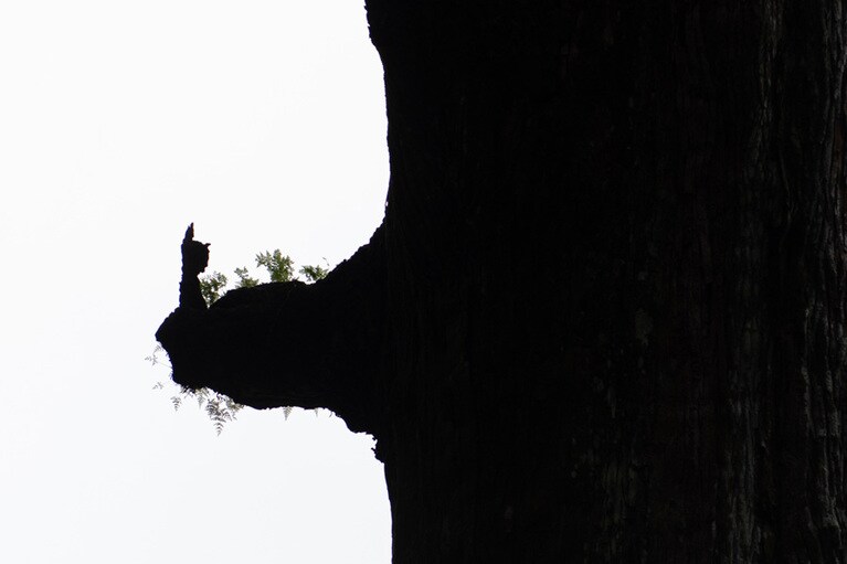 ご神木を裏手から見上げると、烏帽子を冠った神職が手を合わせた姿のコブが。