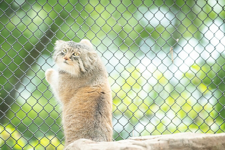 埼玉県こども動物自然公園のマヌルネコ。