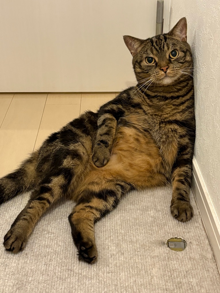 こじろう ♂ 8歳。「姿が見えないと思ってまさかこんな座り方をしていたとは」（飼い主さんより）。