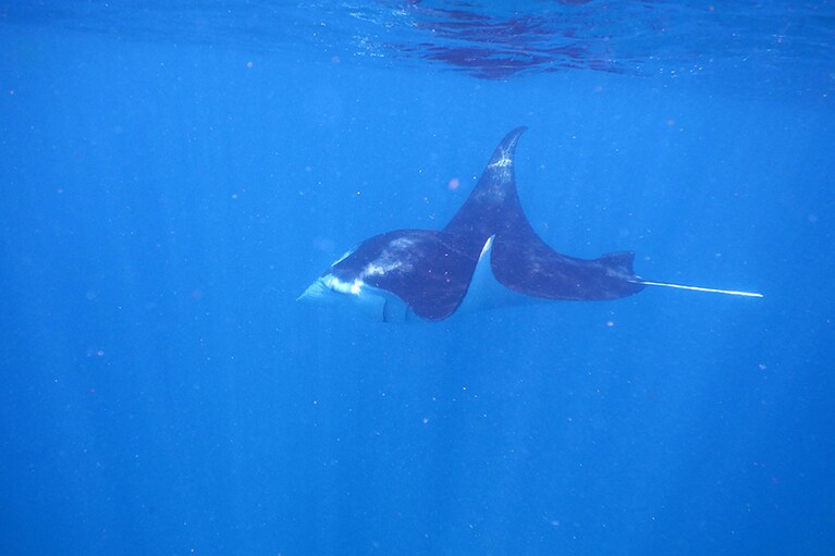 夏はマンタも出没率アップ！