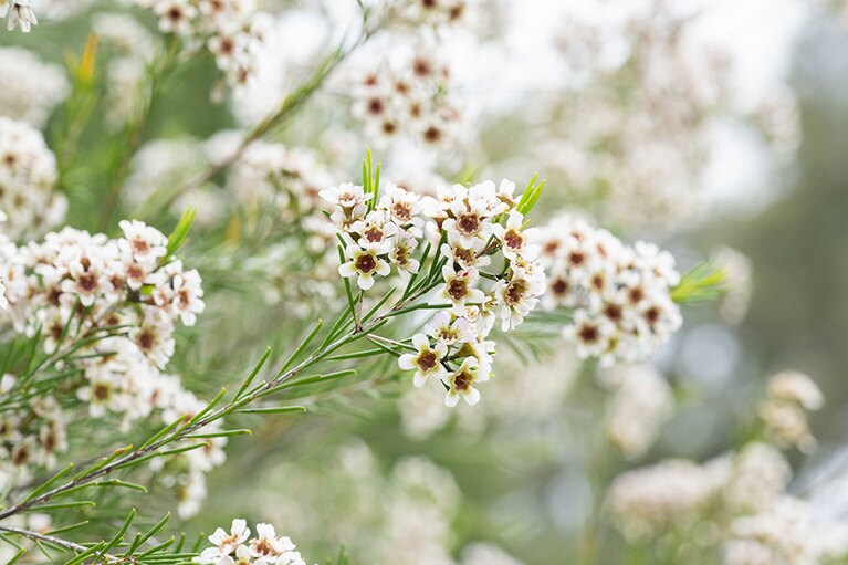 キングスパーク。