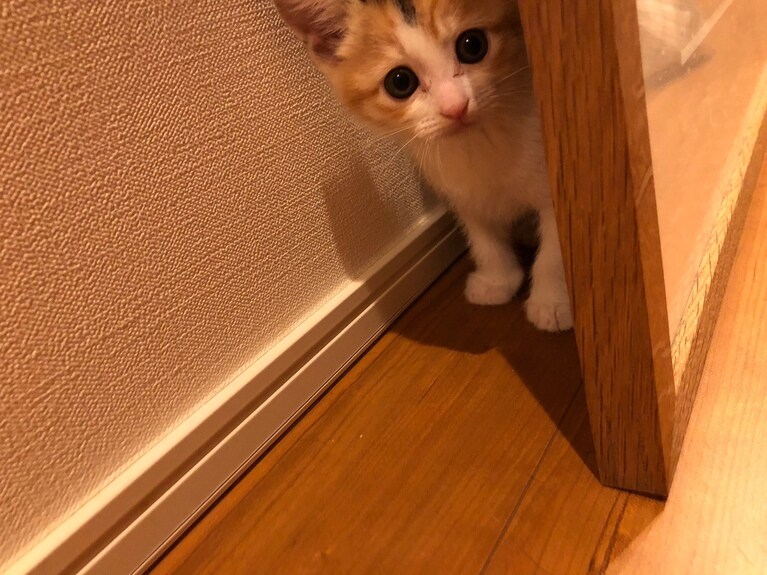 保護したてのウラン。円井さんはウランを迎えるためアルバイト漬けの日々を送ったという。