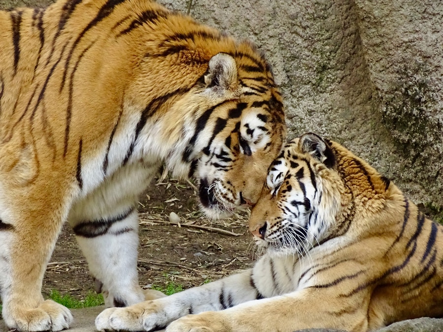 《アムールトラ》「メスのローラがオスのソーンをとても好きで…」単独行動の多いトラの世界では珍しい愛情あふれるカップル