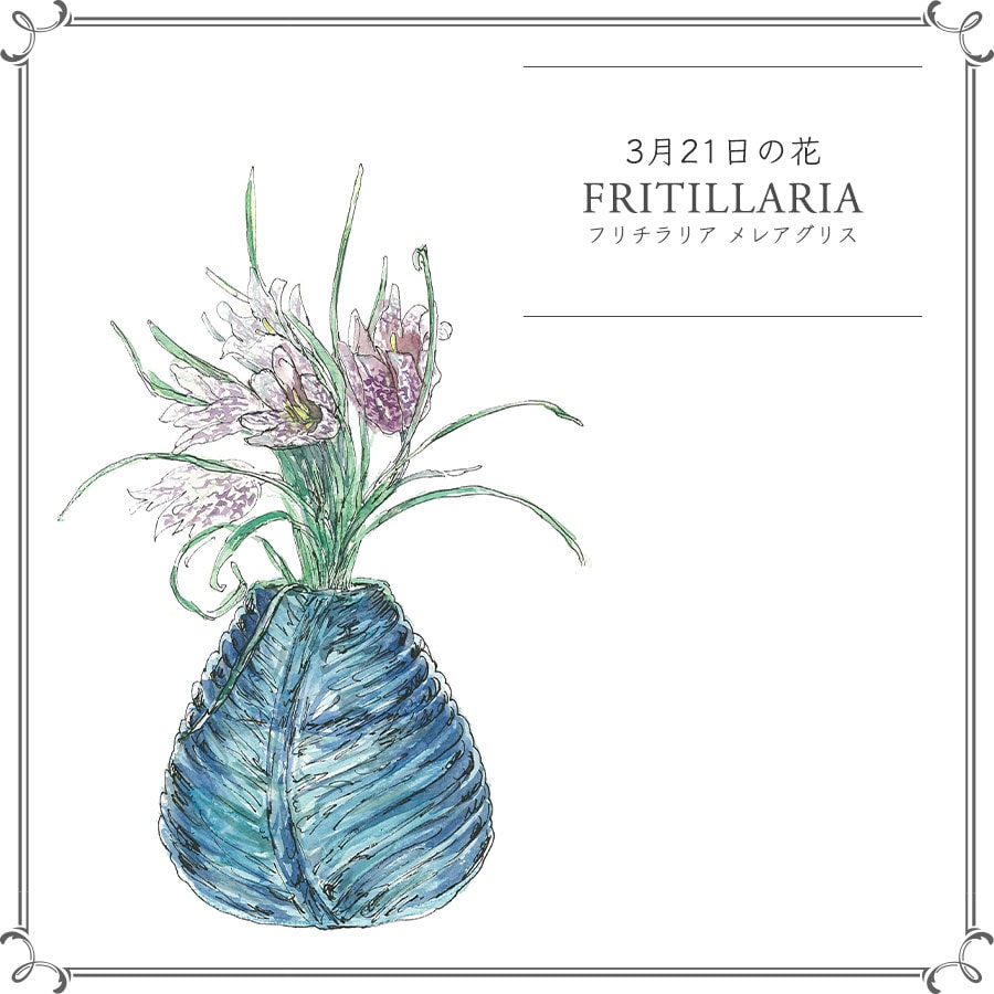 3月21日の花「フリチラリア メレアグリス」