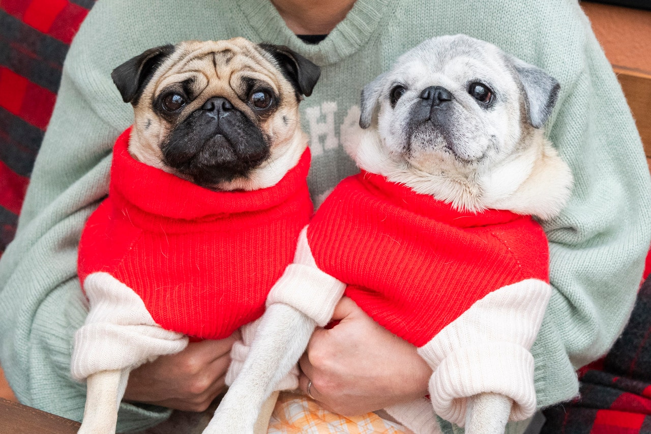 おそろいのセーターで取材先にやってきたこぶし、こはだ。