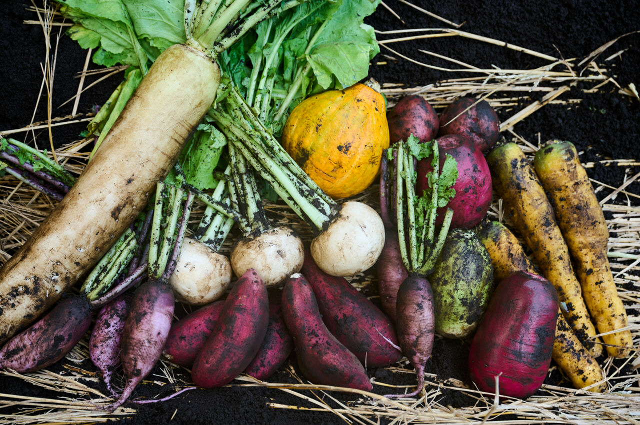 土中貯蔵の野菜。甘みが増すとも言われる。