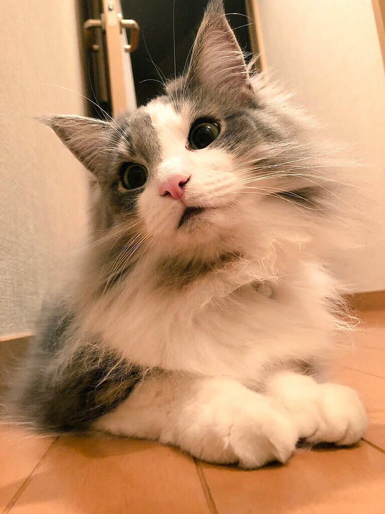 【グランプリNo.4】バジル ♀ 4歳。いつも通り写真を撮っていたら、奇跡的に可愛く撮れました。