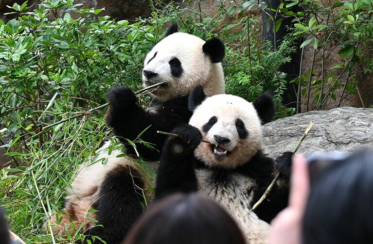 一緒に竹を食べるシャオシャオとレイレイ。2歳の誕生日の2023年6月23日撮影。