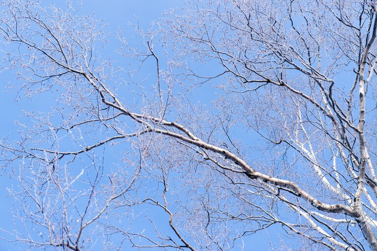 雪原を独り占めできるからこそ、いろんなところに目が行く。雪遊びをしていると、頭上に霧氷を見つけることも。