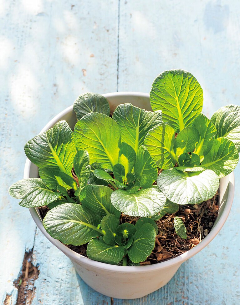 鉢は軽く、扱いやすいプラスチックのものでOK。