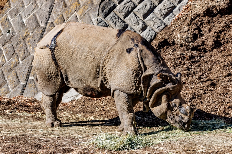 デコポンのお父さん・ビクラム。のんびりした動きに癒される。