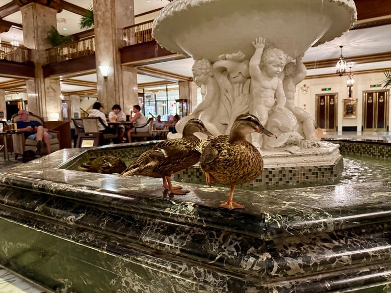 毎日11:00と17:00に行われるアヒルの行進。