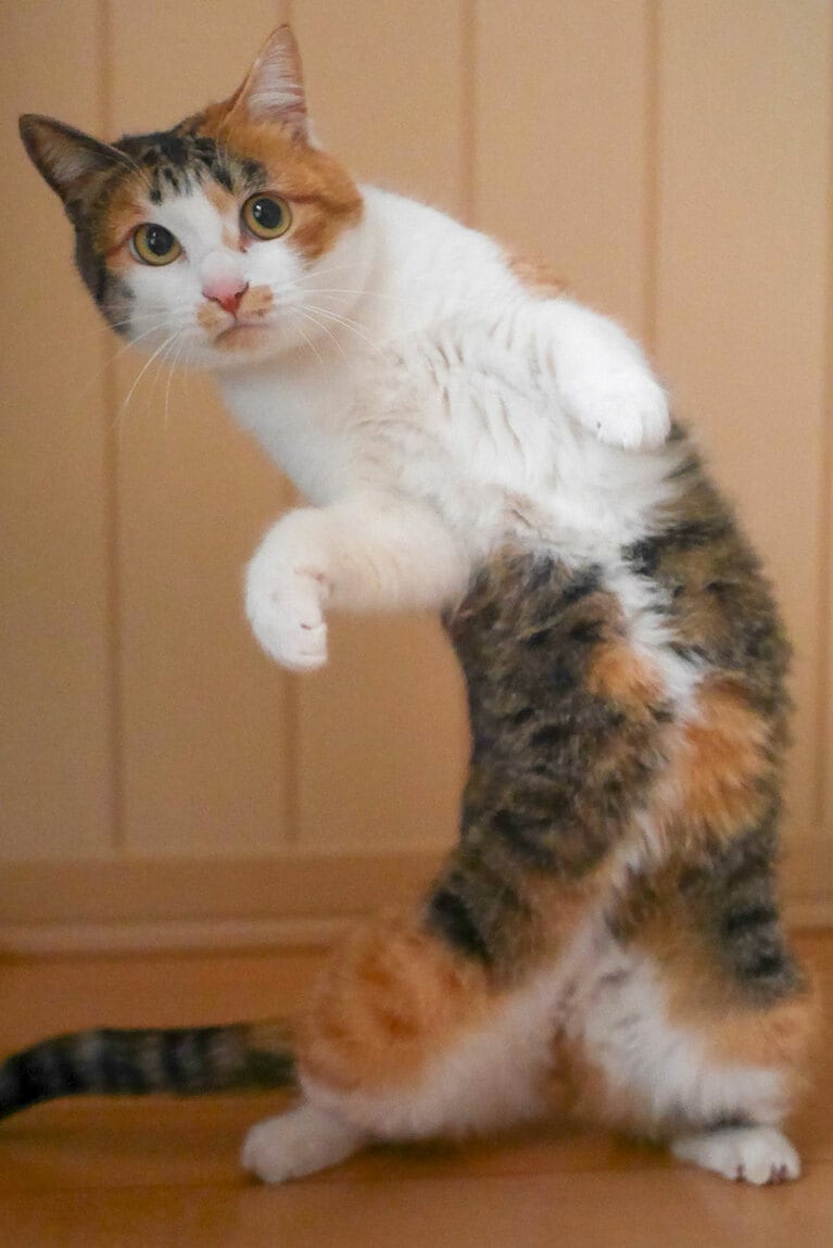 すいか ♀ 3歳。