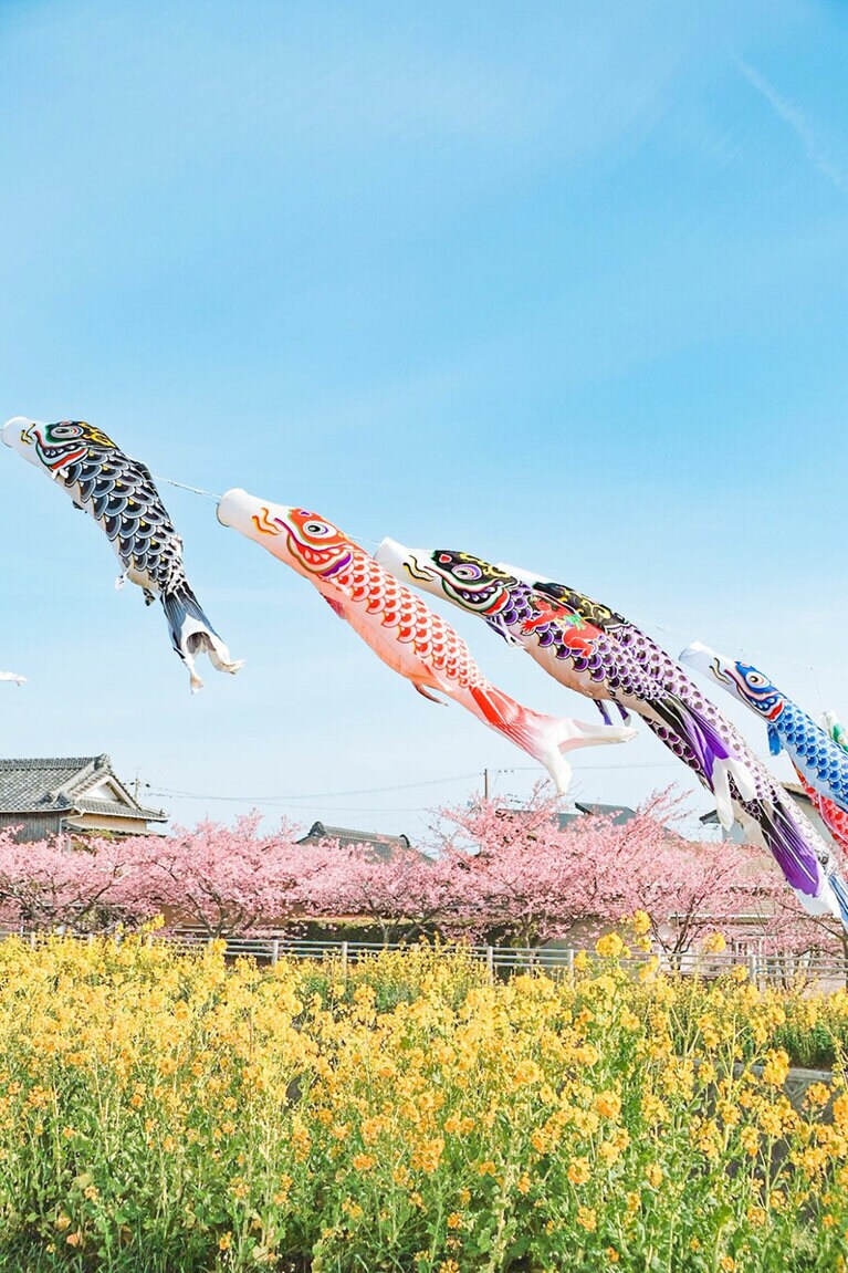 免々田川（菜の花と河津桜）。
