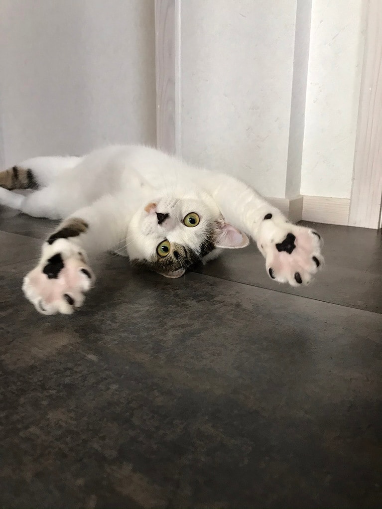 ごましお ♂ 1歳。料理をしていた私の気を引きたくて、床をゴロゴロしていてかわいかったので、撮影をしはじめたら、こんなポージングをしてくれました。