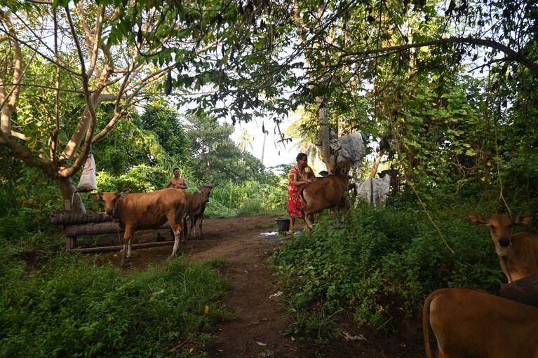 牛の世話をしていたご夫婦。朝から働き者です。
