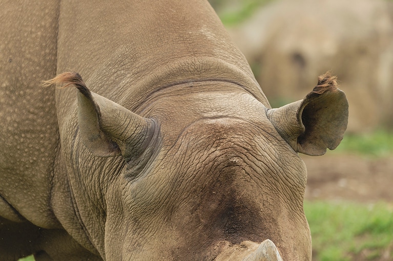 体毛がないサイの耳(と尾)に毛が生えているのをご存じでしたか？　なんだかパーティーハットのよう。寒くなると耳毛が伸びることもあるようです。
