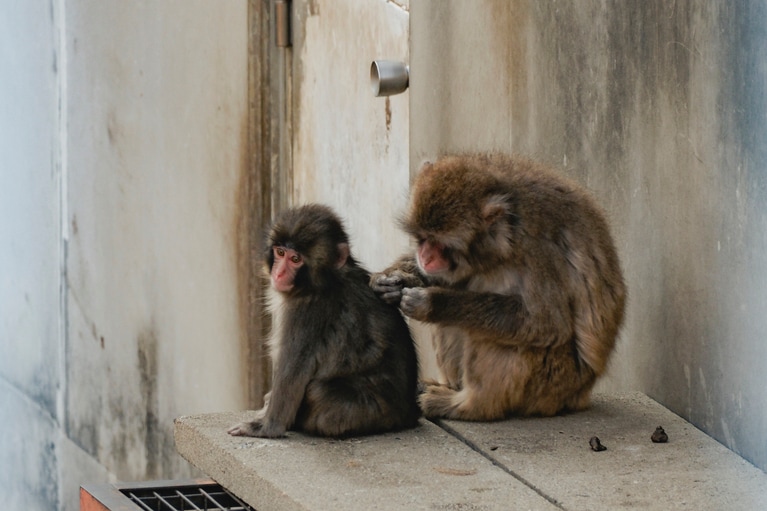毛繕いしてもらうパンチくん（写真左）。