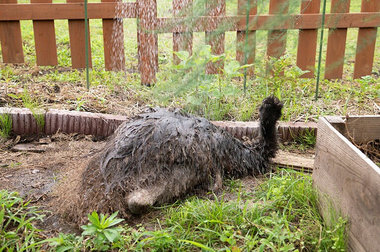 気持ちよさそうに水浴びするエミュー。