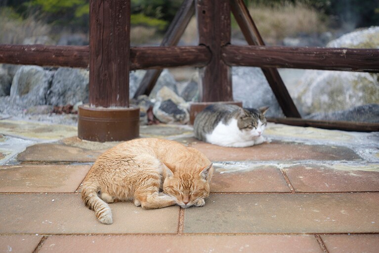 雲仙はネコの町。地熱で温まった地面を見つけて、ごろりんと気持ちよさそう。