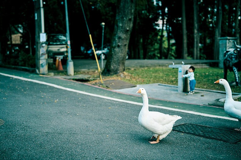 村内を闊歩する放し飼いのアヒルたち。