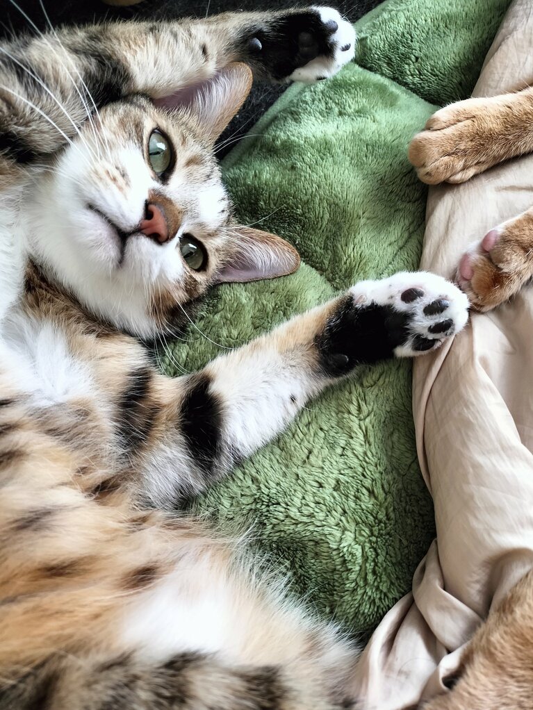 はちゃ丸 ♂ 3歳。ふと見たらお兄ちゃん猫（茶とら）に甘えるように寝ていて、あざと可愛いさに思わず、スマホで撮影しました。甘え上手な末っ子だなぁとわかっていてもメロメロになってしまいました（mabuさん）