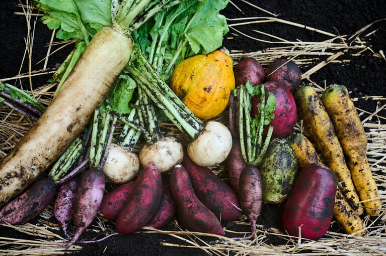 土中貯蔵の野菜。甘みが増すとも言われる。
