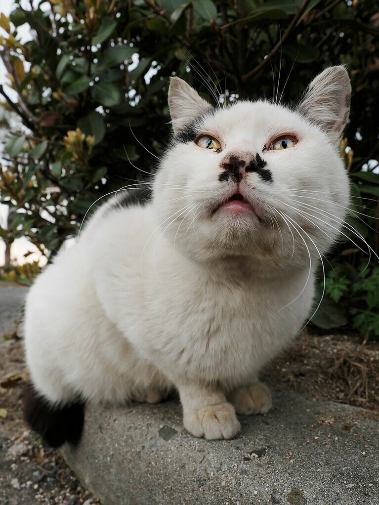 鼻に「大入」の文字が！ いいことありそう♪