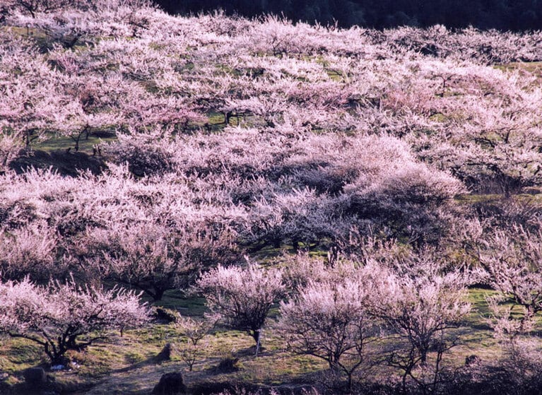 秋間梅林。写真提供：ググっとぐんま写真館／群馬県