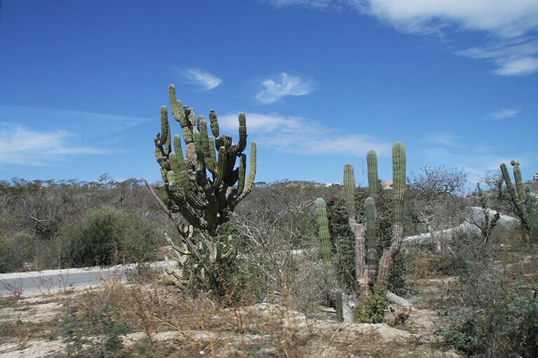 乾燥地帯、ロスカボスのサボテンと青い空。