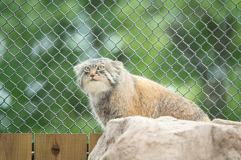 埼玉県こども動物自然公園のマヌルネコ。