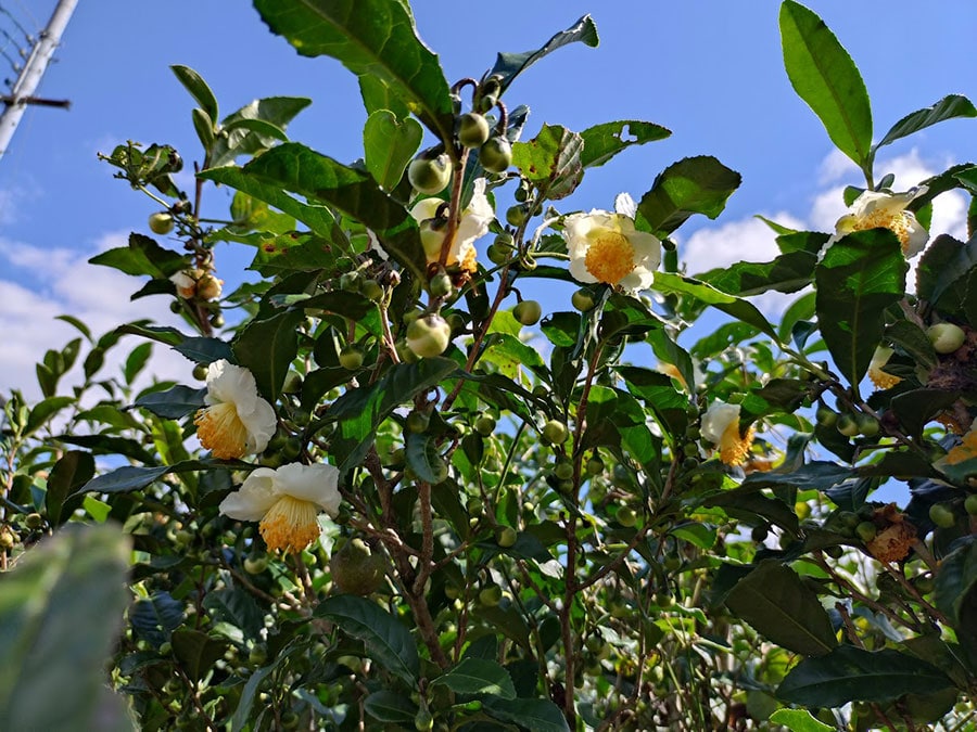 手入れされた茶畑ではほとんど見ることがないチャノキの花。