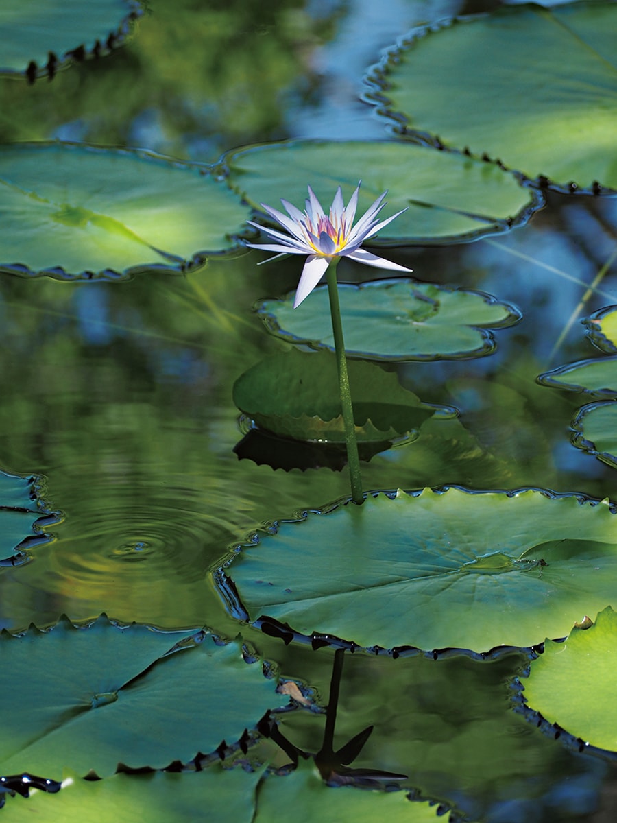 モネが恋焦がれながらも最後まで開花させられなかったという青い睡蓮。温暖な北川村では6月下旬から咲き始める。