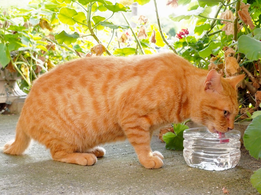 「暑いのニャ！ 喉がカラカラなのニャ！ 生き返るのニャ～～♪」