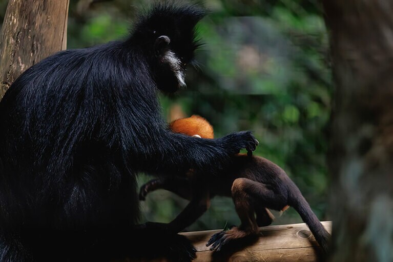 チョコとミント。