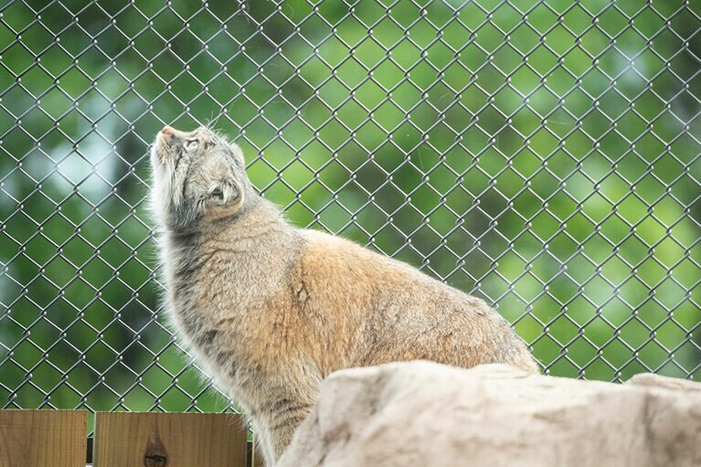 埼玉県こども動物自然公園のマヌルネコ。